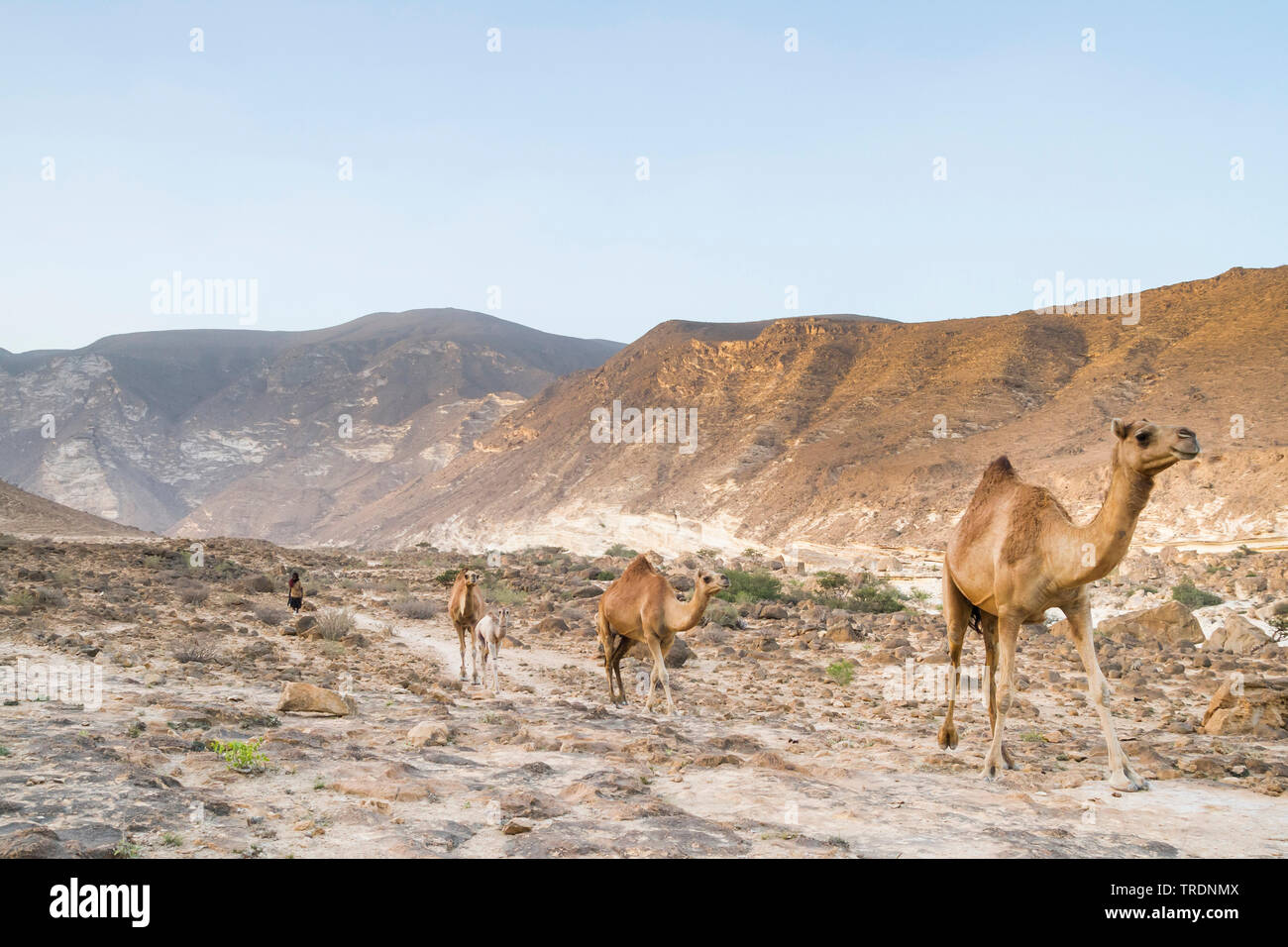 Dromedar, one-Humped Camel (Camelus dromedarius), Dromedar Al Mughsayl, Oman Stockfoto