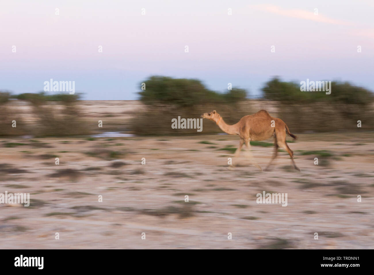 Dromedar, one-Humped Camel (Camelus dromedarius), in der Wüste bei Al Mughsayl, Oman läuft Stockfoto