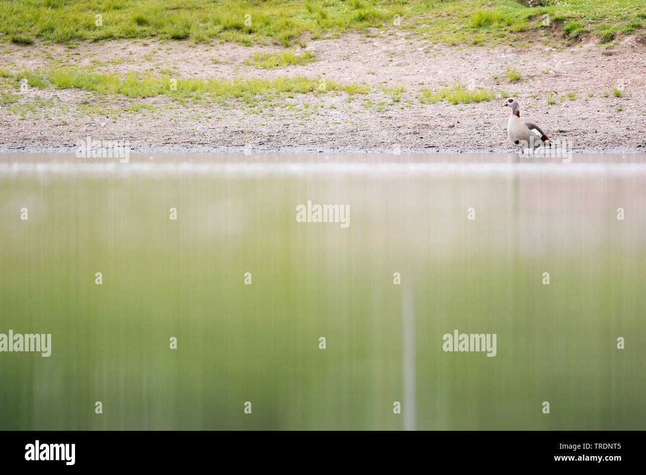Nilgans (Alopochen aegyptiacus), die von der Wasserseite, Deutschland Stockfoto