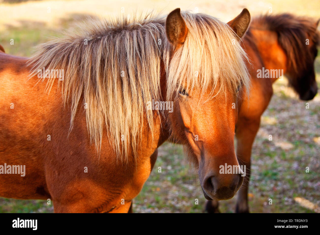 Islandischen Pferd Islandpferd Island Pony Equus Przewalskii F Caballus Portrat Das Naturschutzgebiet Wahner Heide Deutschland Nordrhein Westfalen Bergisches Land Stockfotografie Alamy