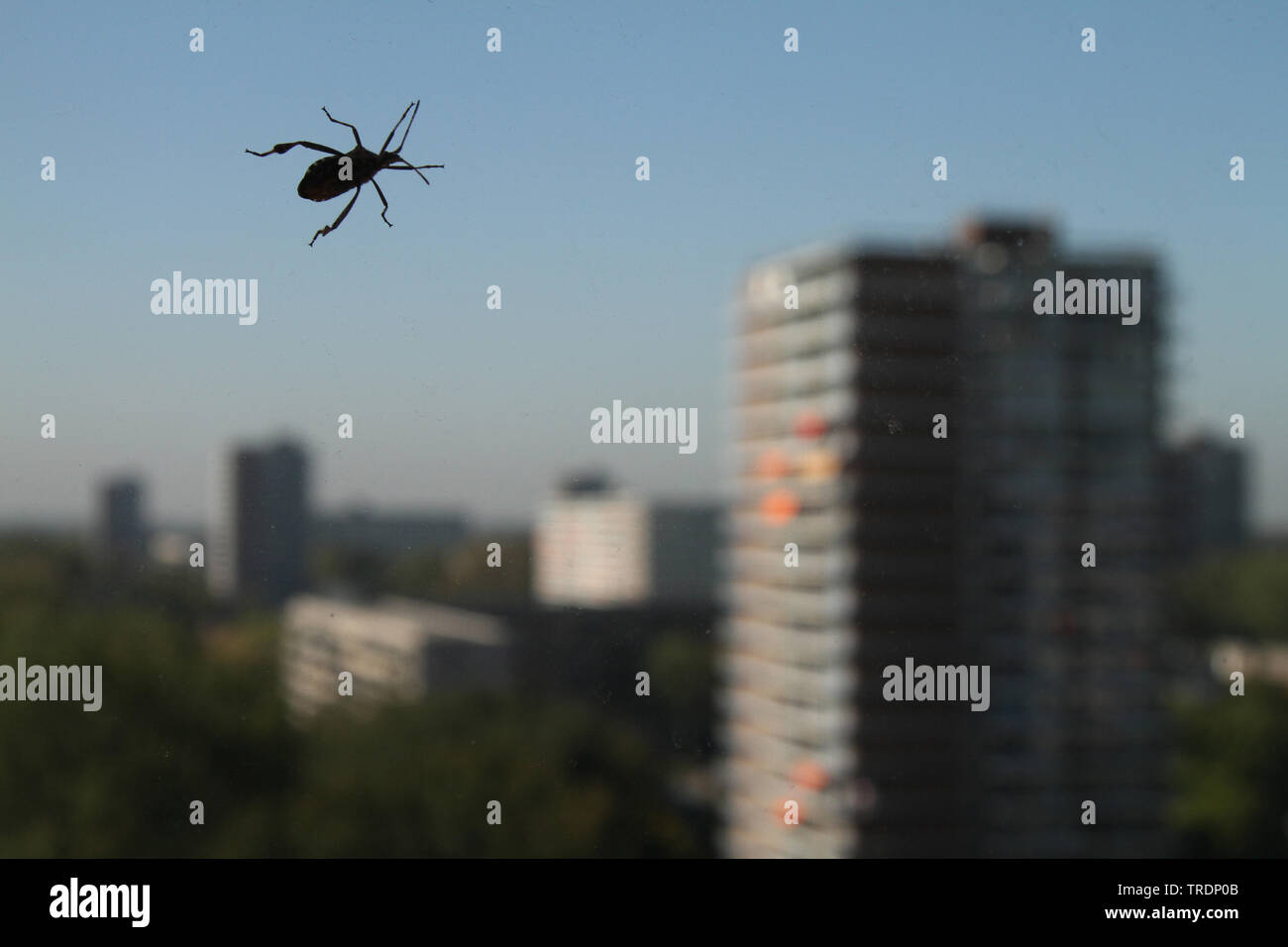 Bug auf Fenster, Niederlande Stockfoto