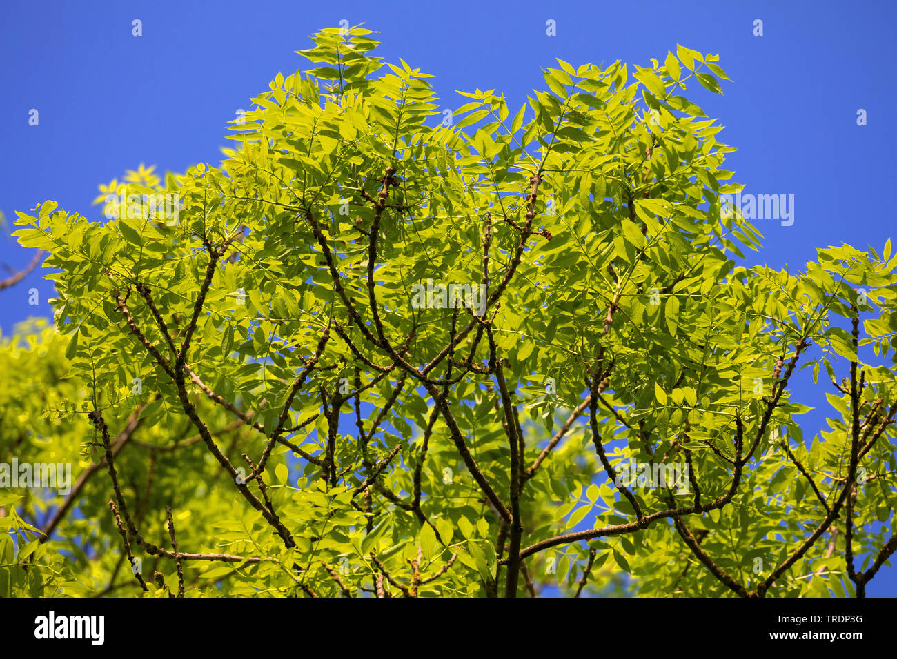 Gemeinsame Europäische Esche Esche (Fraxinus excelsior), Blatt, Deutschland Stockfoto