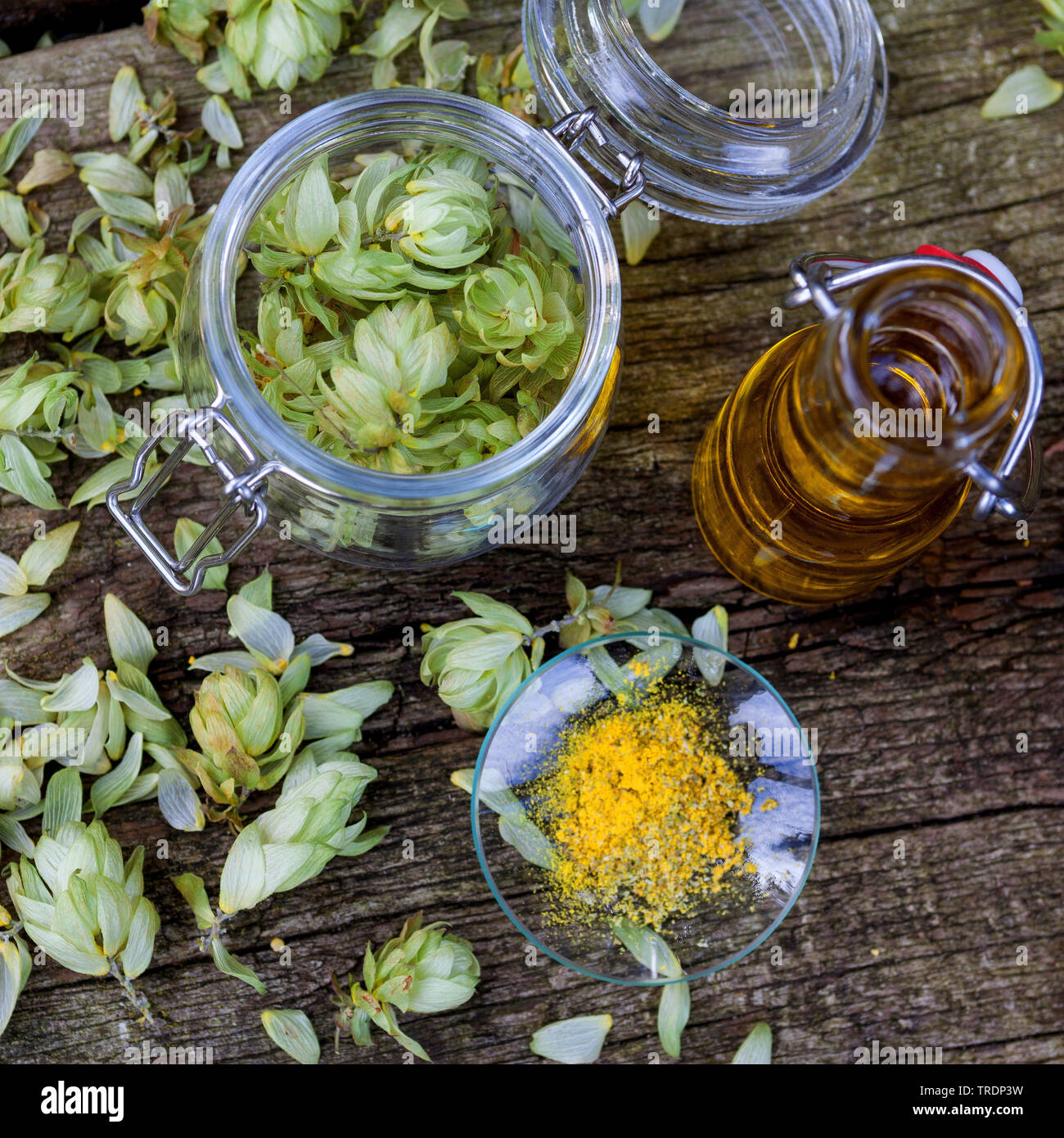 Gemeinsame Hopfen (Humulus lupulus), Produktion von hopfenöl, Deutschland Stockfoto