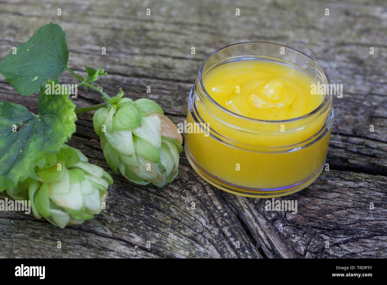 Gemeinsame Hopfen (Humulus lupulus), Produktion von hop Creme, Deutschland Stockfoto
