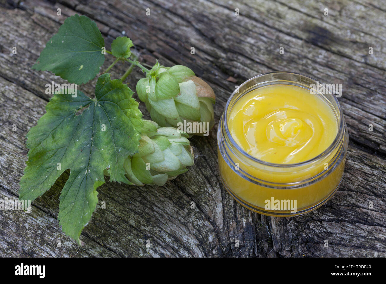 Gemeinsame Hopfen (Humulus lupulus), Produktion von hop Creme, Deutschland Stockfoto