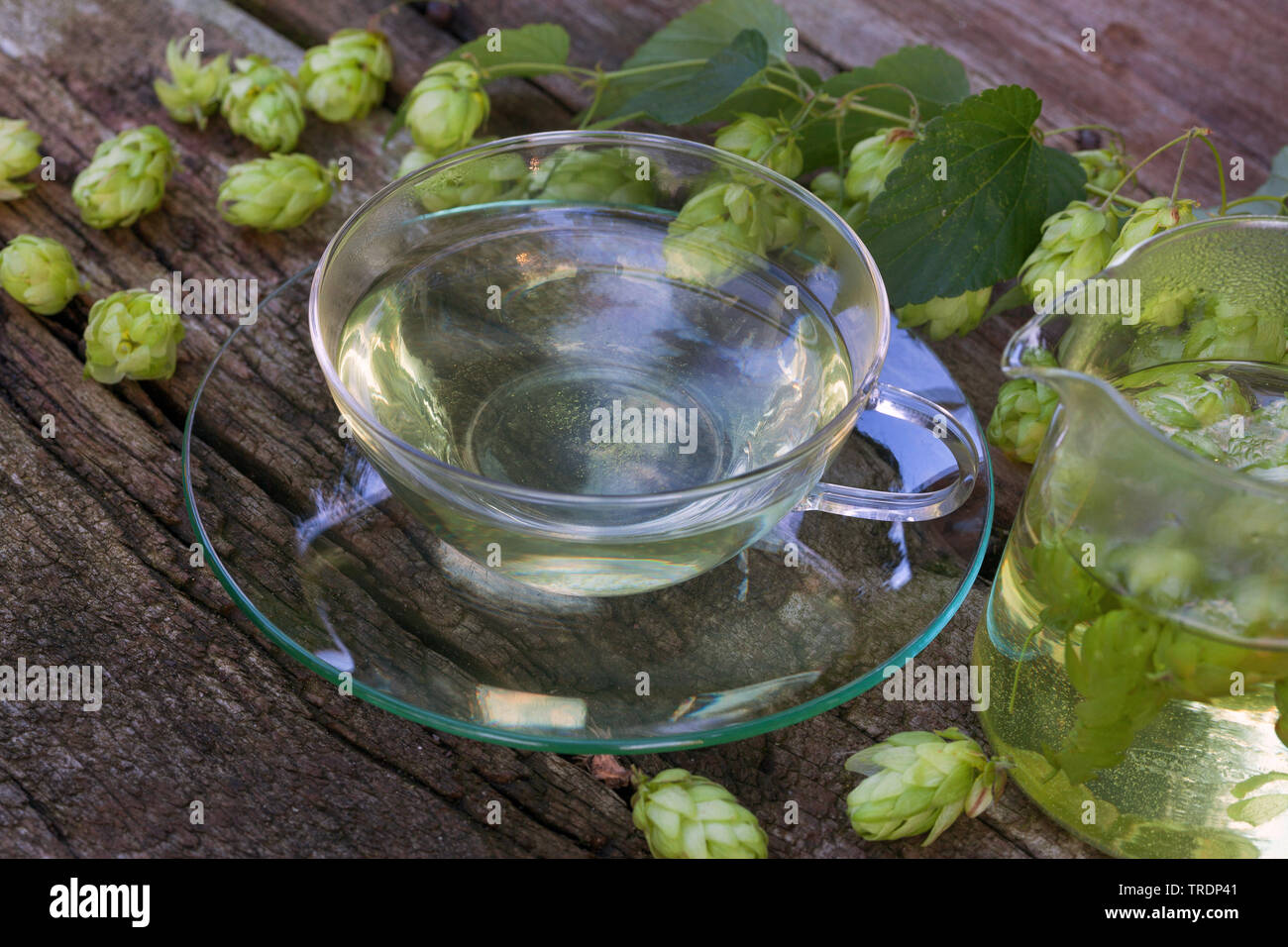 Gemeinsame Hopfen (Humulus lupulus), Kaffee aus Hopfenzapfen, Deutschland Stockfoto