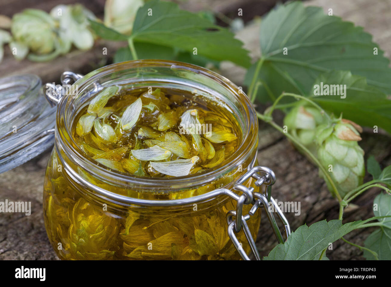 Gemeinsame Hopfen (Humulus lupulus), Produktion von hopfenöl, Deutschland Stockfoto