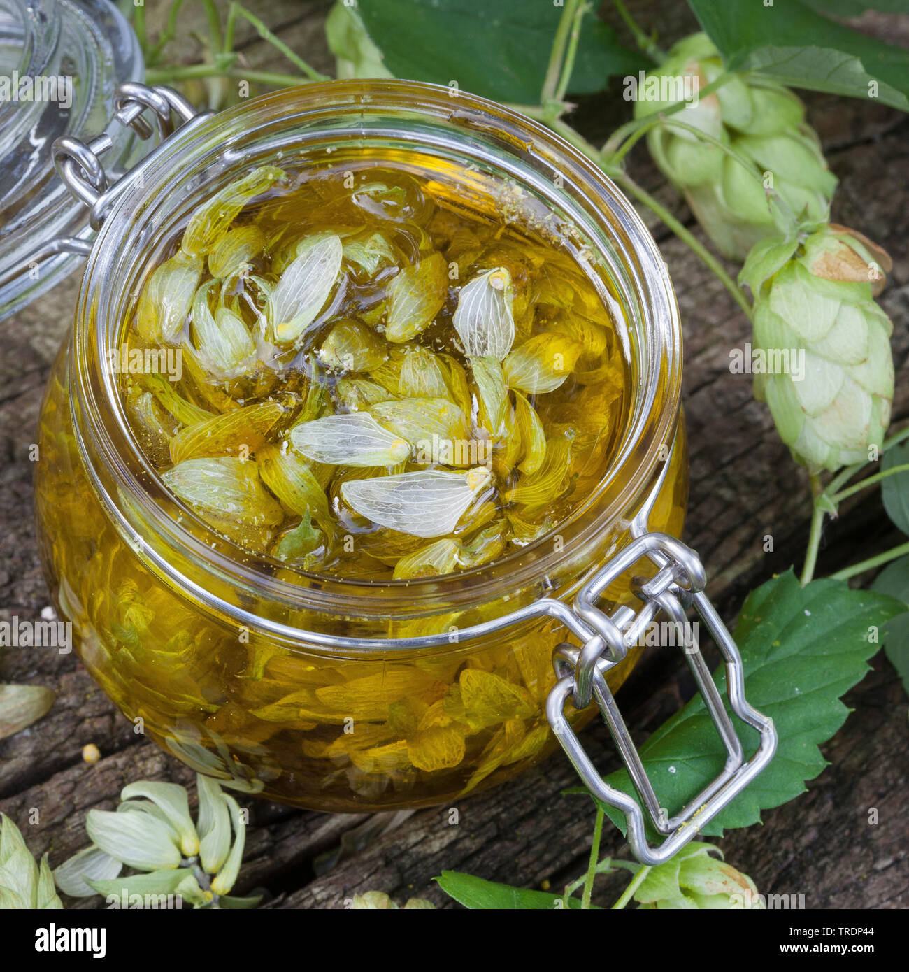 Gemeinsame Hopfen (Humulus lupulus), Produktion von hopfenöl, Deutschland Stockfoto