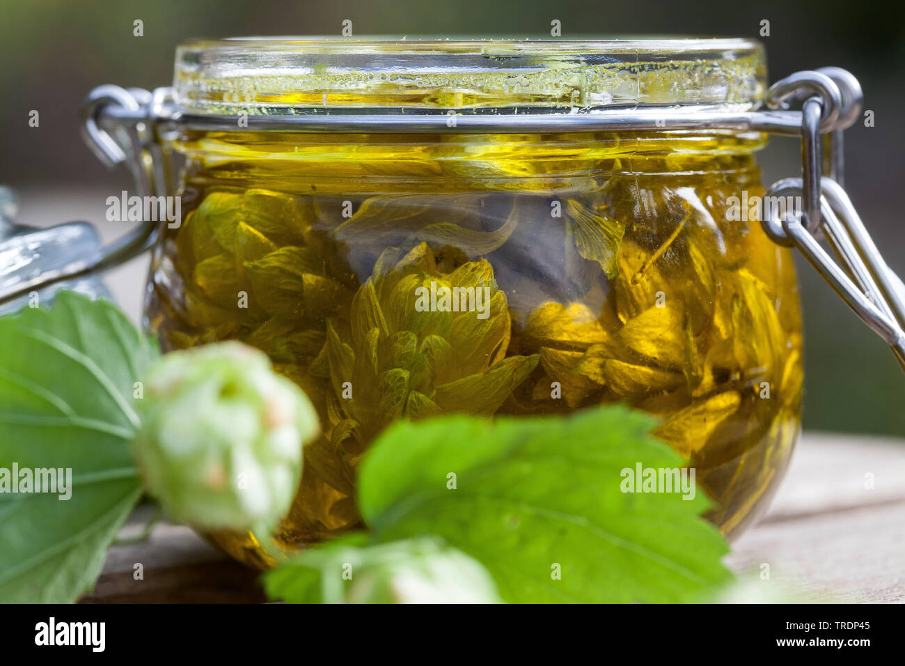 Gemeinsame Hopfen (Humulus lupulus), Produktion von hopfenöl, Deutschland Stockfoto