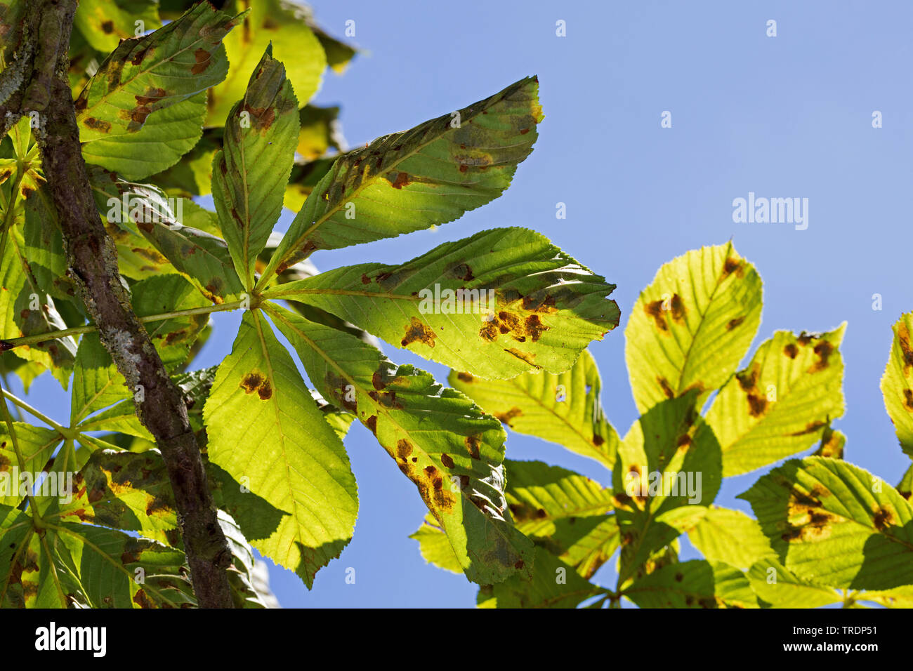 Horse chestnut leafminer, Rosskastanie leaf-Miner, Horse-Chestnut leaf Miner (Cameraria ohridella Cameraria ochridella,), Krankheit in der Rosskastanie, Deutschland Stockfoto