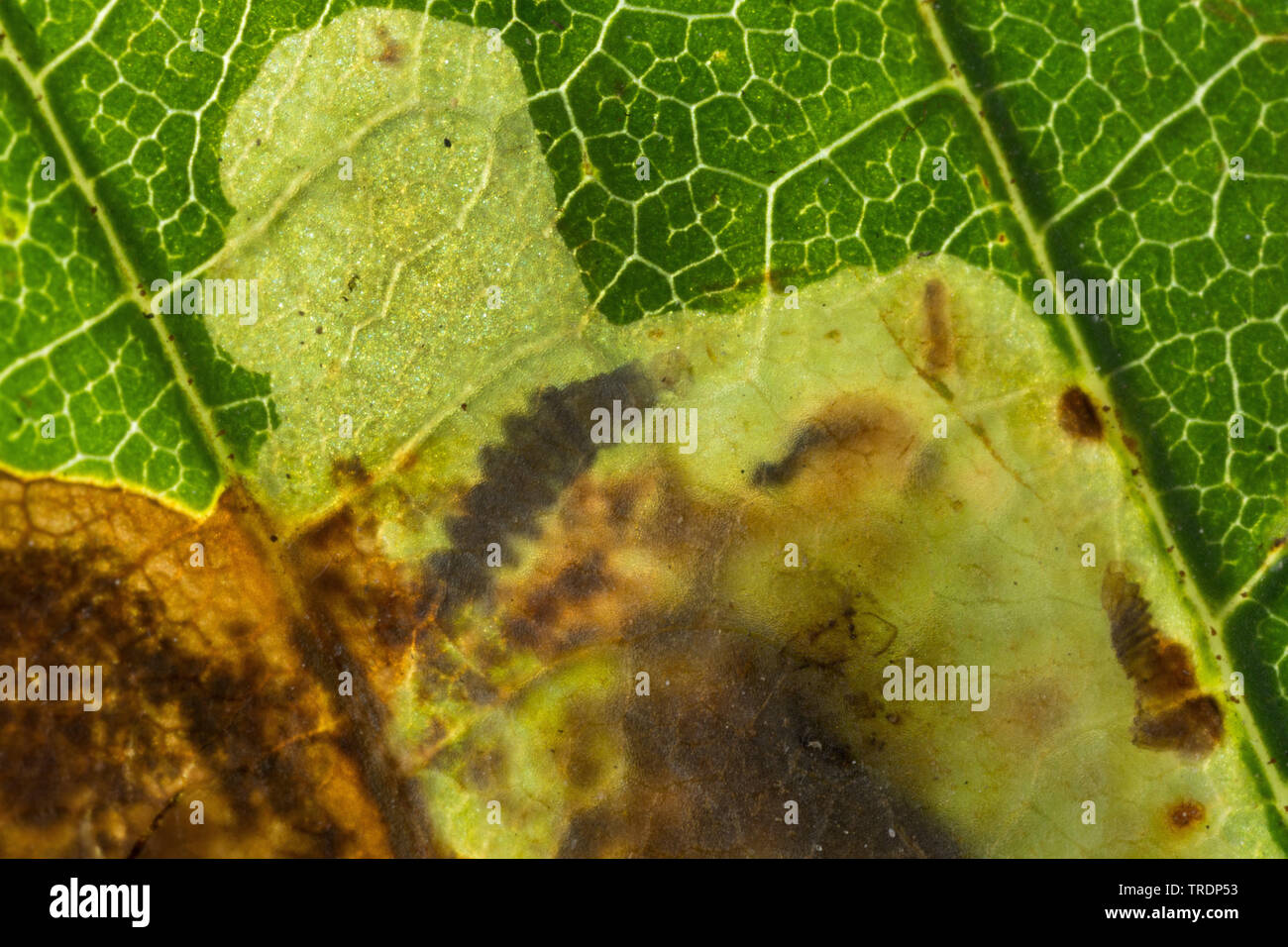 Horse chestnut leafminer, Rosskastanie leaf-Miner, Horse-Chestnut leaf Miner (Cameraria ohridella Cameraria ochridella,), Krankheit in der Rosskastanie, Deutschland Stockfoto