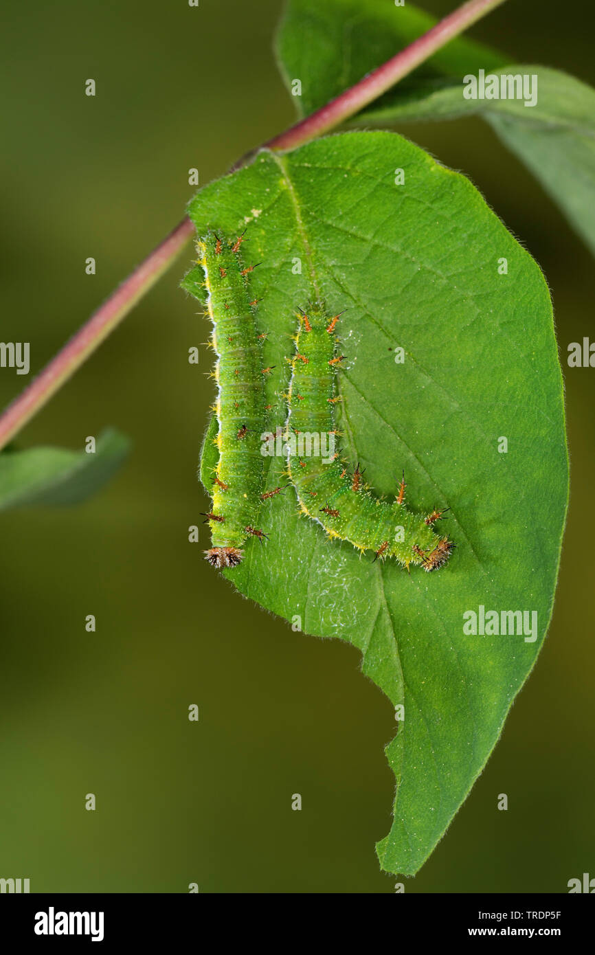 Eurasischen White Admiral, White Admiral (Ladoga Camilla, Neptis rivularis), Raupen auf einem Blatt, Deutschland Stockfoto