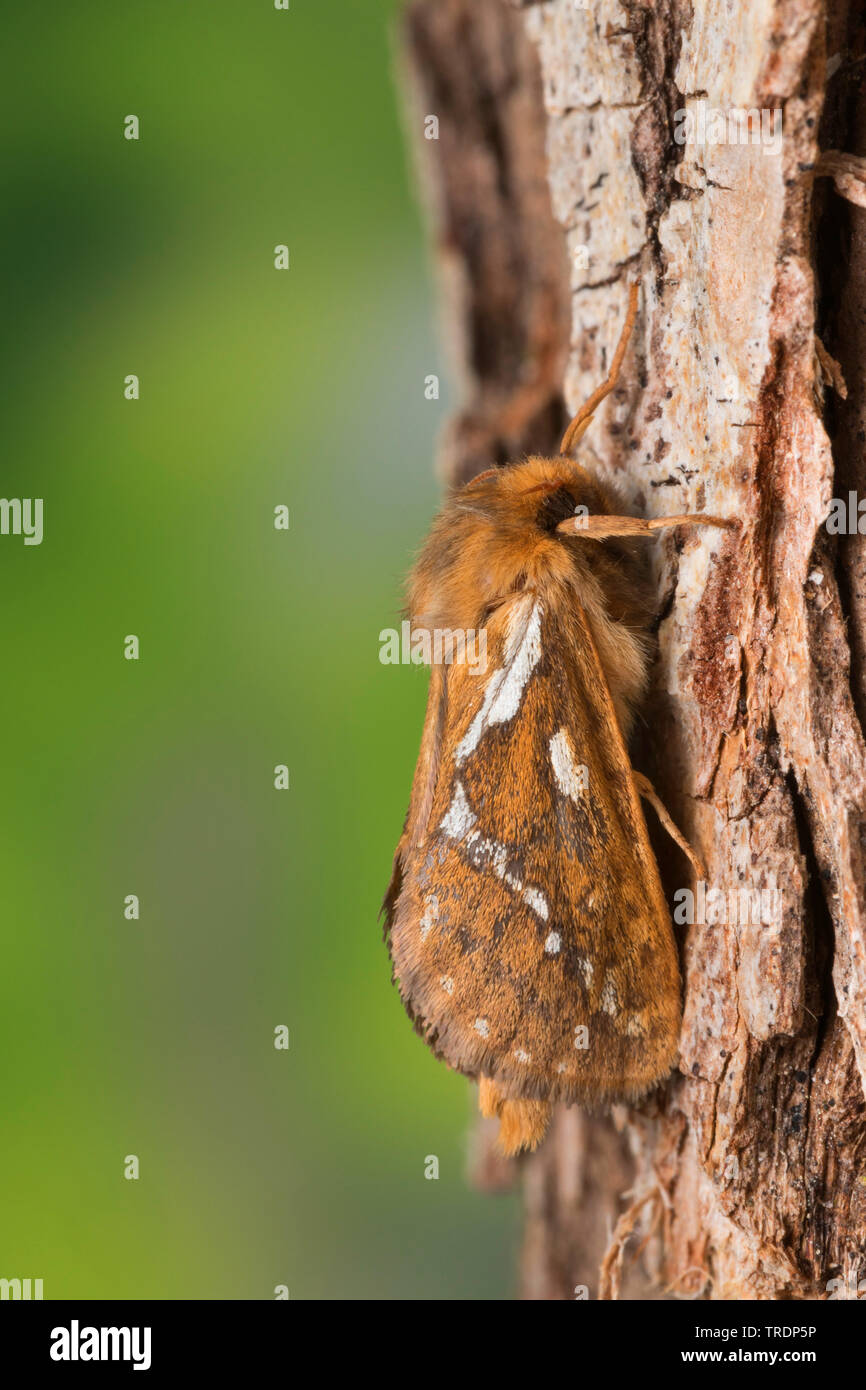 Common Swift, Swift, Lupulina Ghost Motte, swift Motte, ghost Motte (Hepialus lupulinus, Korscheltellus lupulinus, Korscheltellus lupulina, Pharmacis Lupulina), Rinde, Deutschland Stockfoto