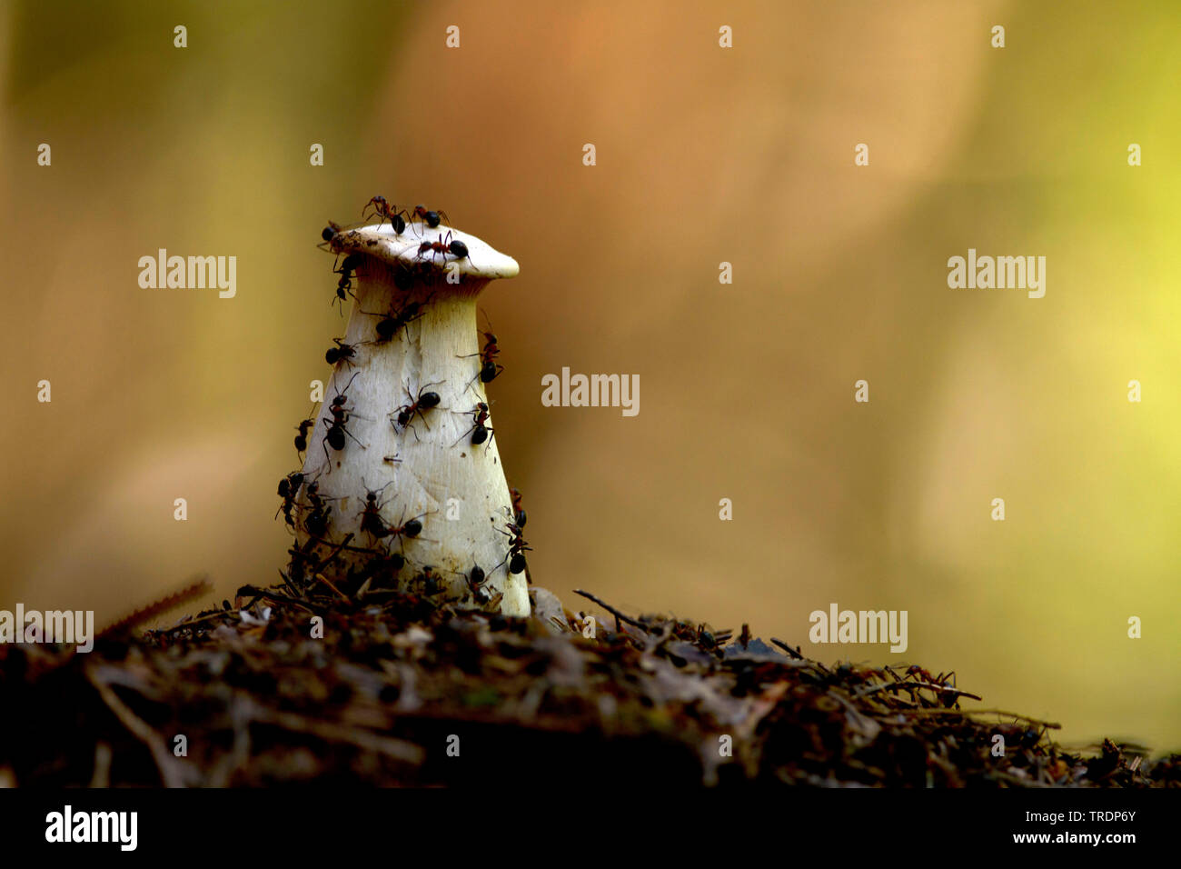 Waldameisen auf Pilz, Ungarn Stockfoto