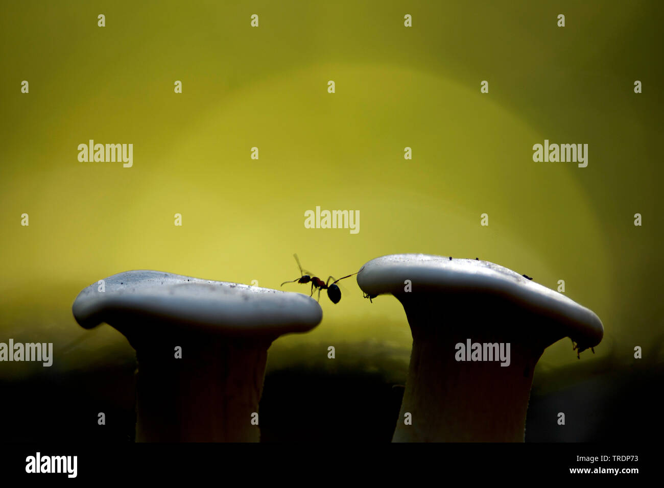 Holz Ameisen klettern auf Pilzen, Ungarn Stockfoto