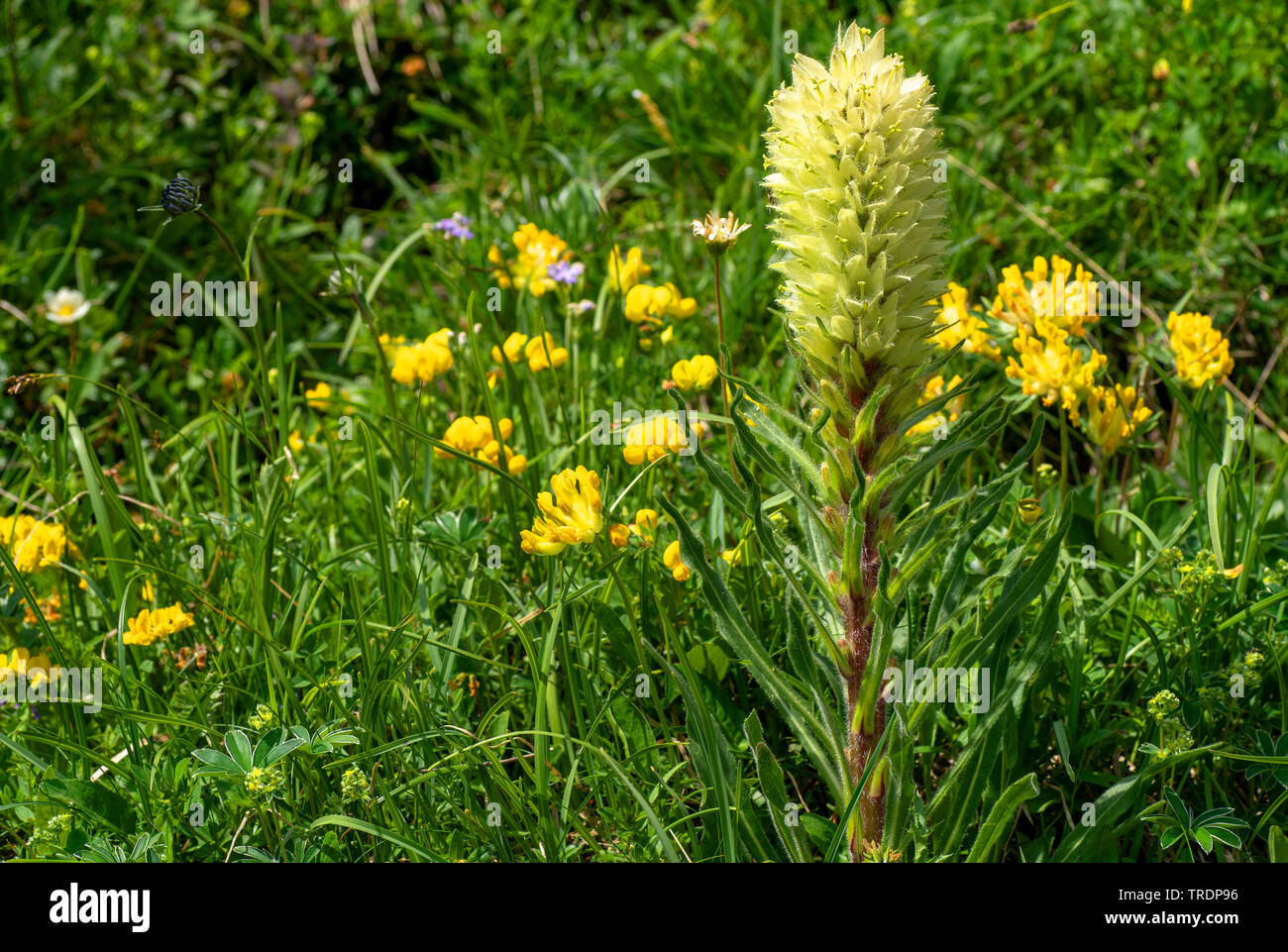 Gelbe Glockenblume Stockfotos und bilder Kaufen Alamy