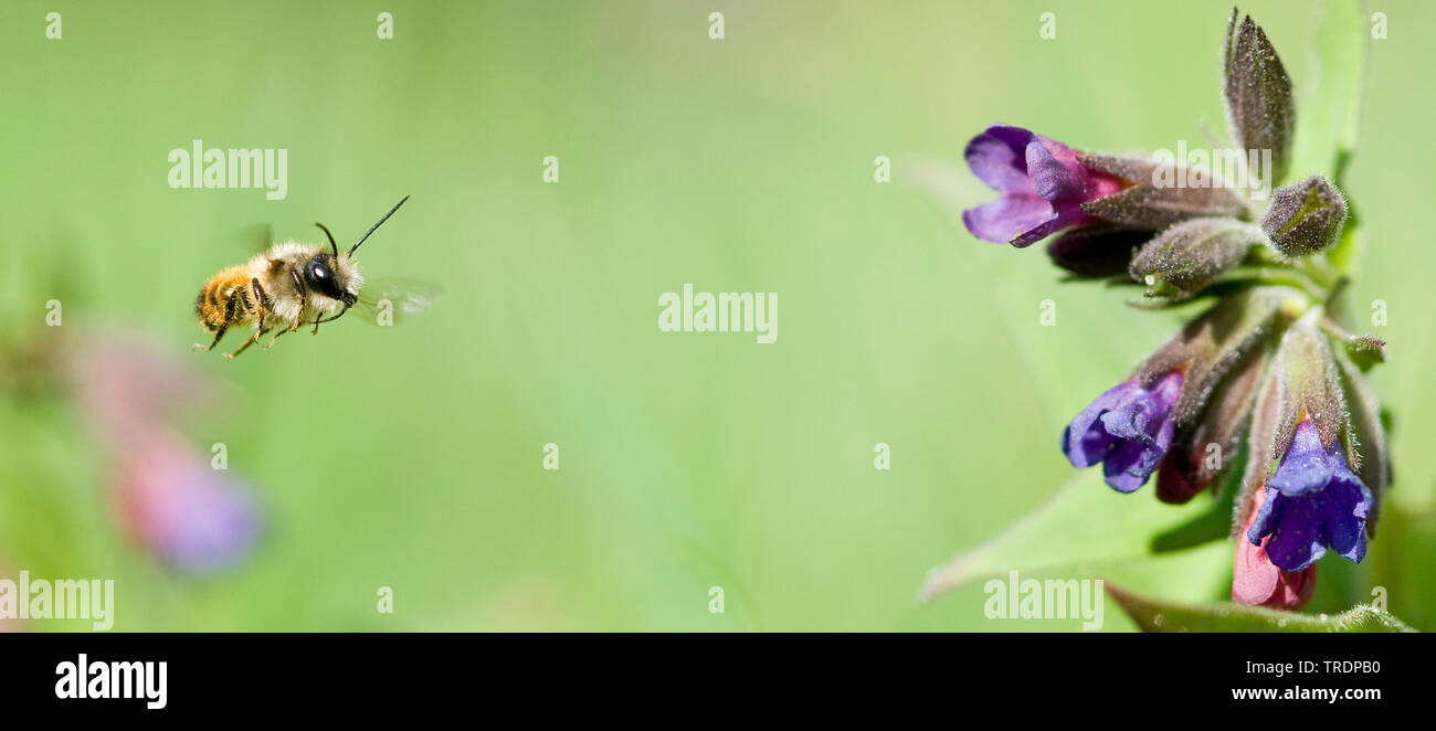 Honey Bee, hive Biene (Apis mellifera mellifera), Biene auf Blume fliegen, Ungarn Stockfoto