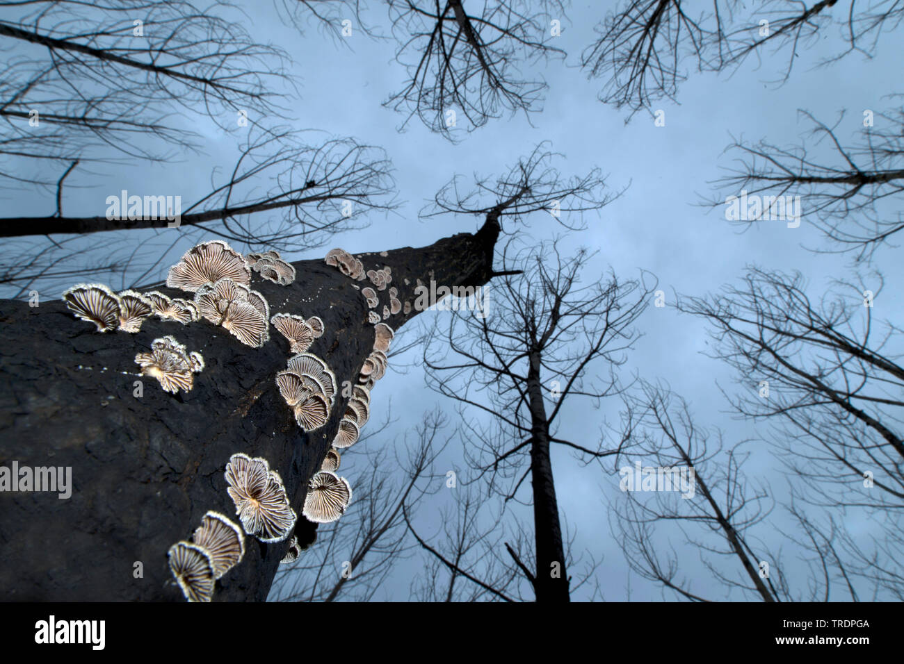 Halterung Pilze auf einem Baum Trun, Ungarn Stockfoto