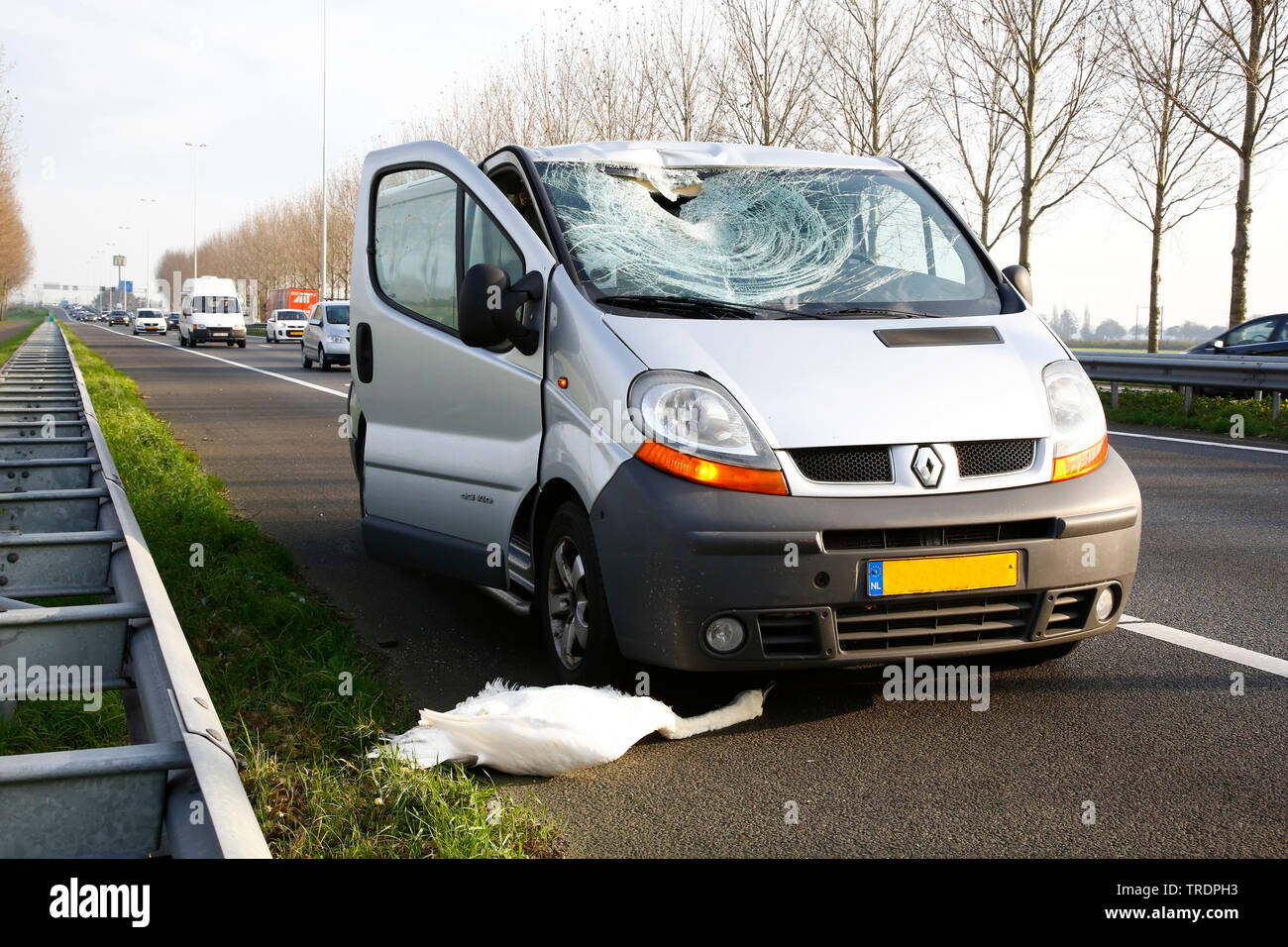 Höckerschwan (Cygnus olor), Road Kill, Niederlande, Südholland Stockfoto