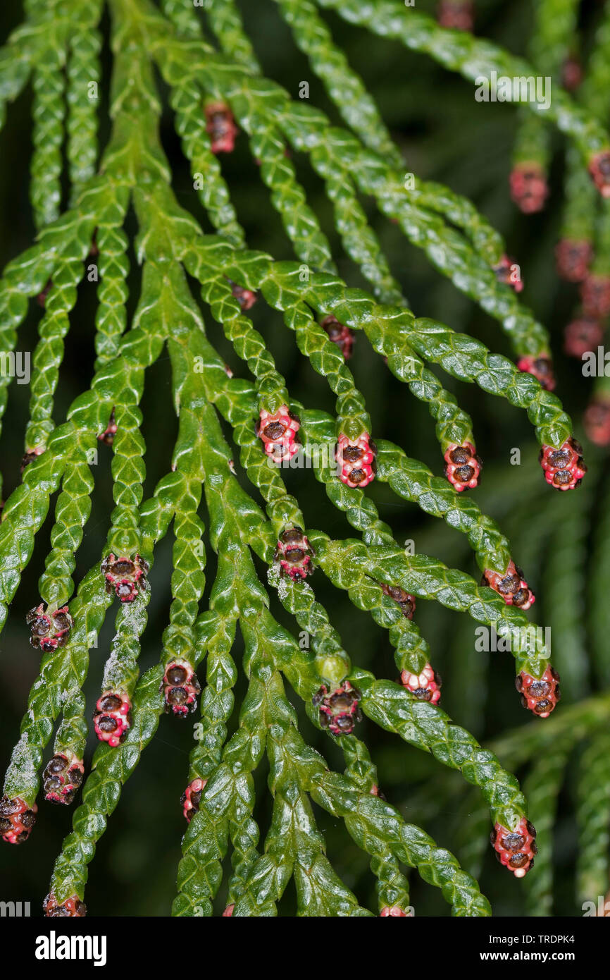 Red Cedar (Thuja plicata), Zweige mit männlichen Blüten Stockfoto