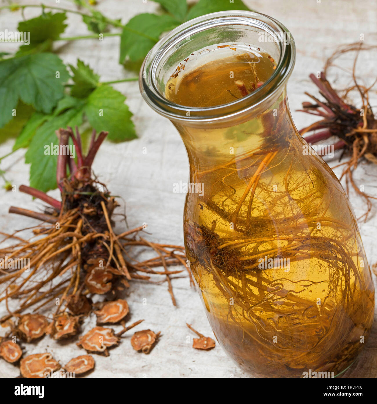 Gemeinsame avens, Holz avens, Klee-root (Geum urbanum), Wurzeln, geschnitten und in Rebsorten erhalten, Deutschland Stockfoto