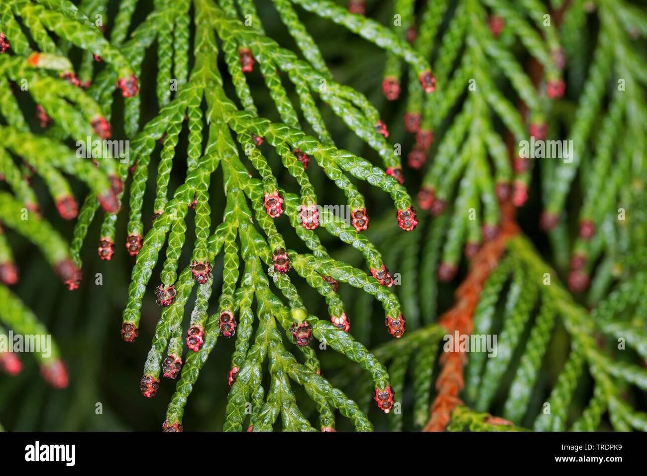 Red Cedar (Thuja plicata), Zweige mit männlichen Blüten Stockfoto