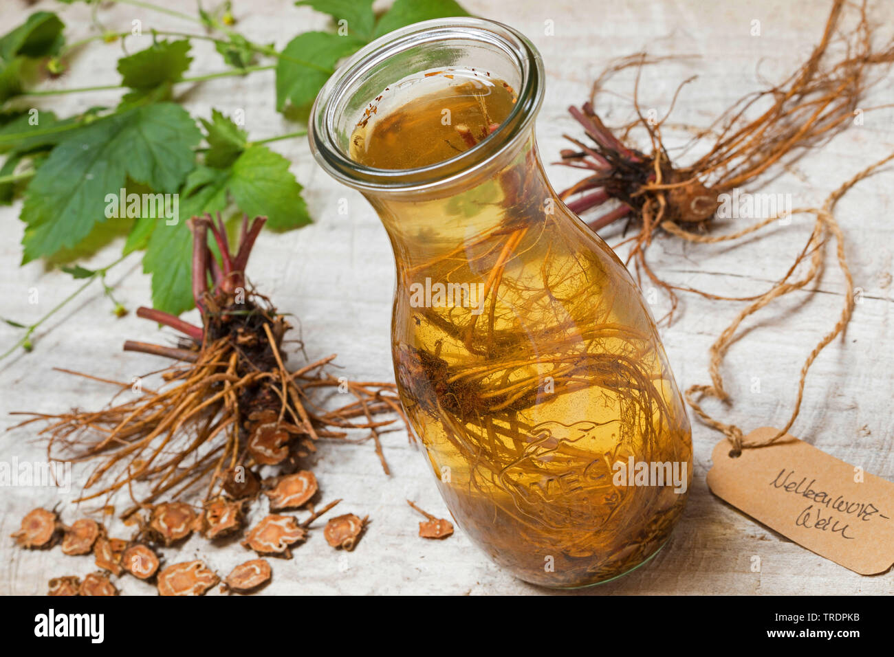 Gemeinsame avens, Holz avens, Klee-root (Geum urbanum), Wurzeln, geschnitten und in Rebsorten erhalten, Deutschland Stockfoto