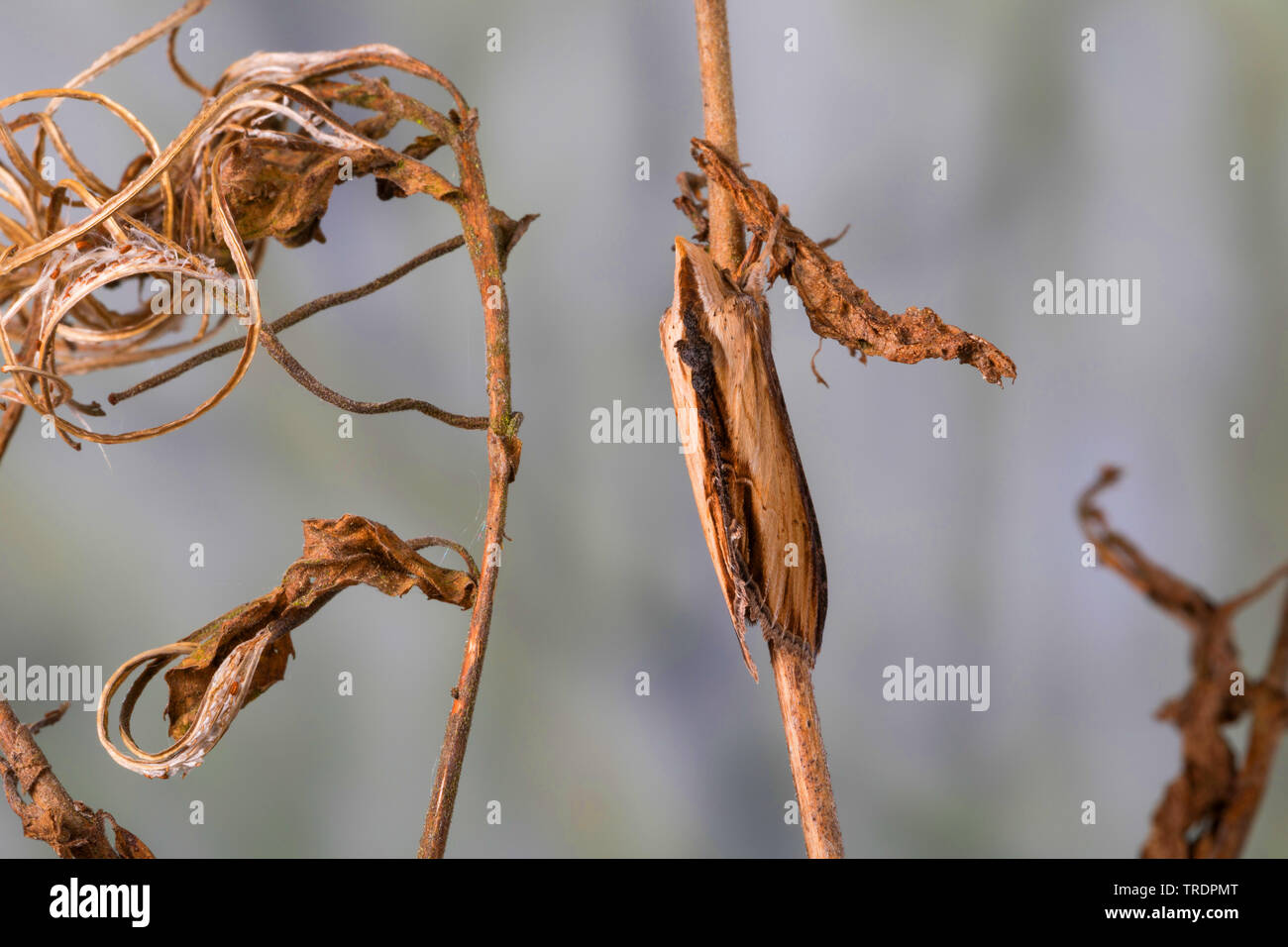 Wasser Betony Shargacucullia scrophulariae, (Cucullia scrophulariae), imago bei einer Pflanze, Deutschland Stockfoto