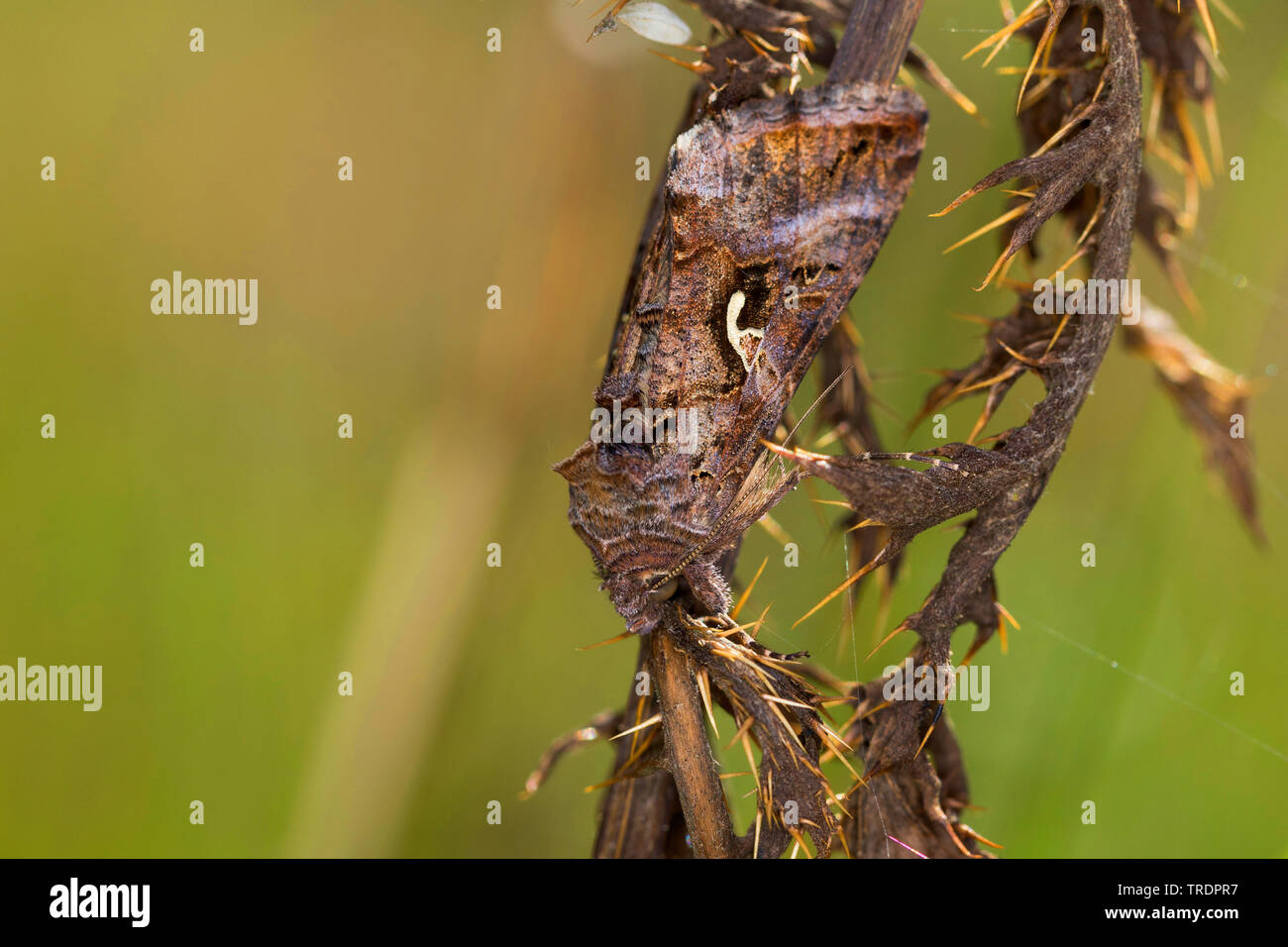 Silber Y (autographa Gamma), sittin auf einem Blatt, Deutschland Stockfoto