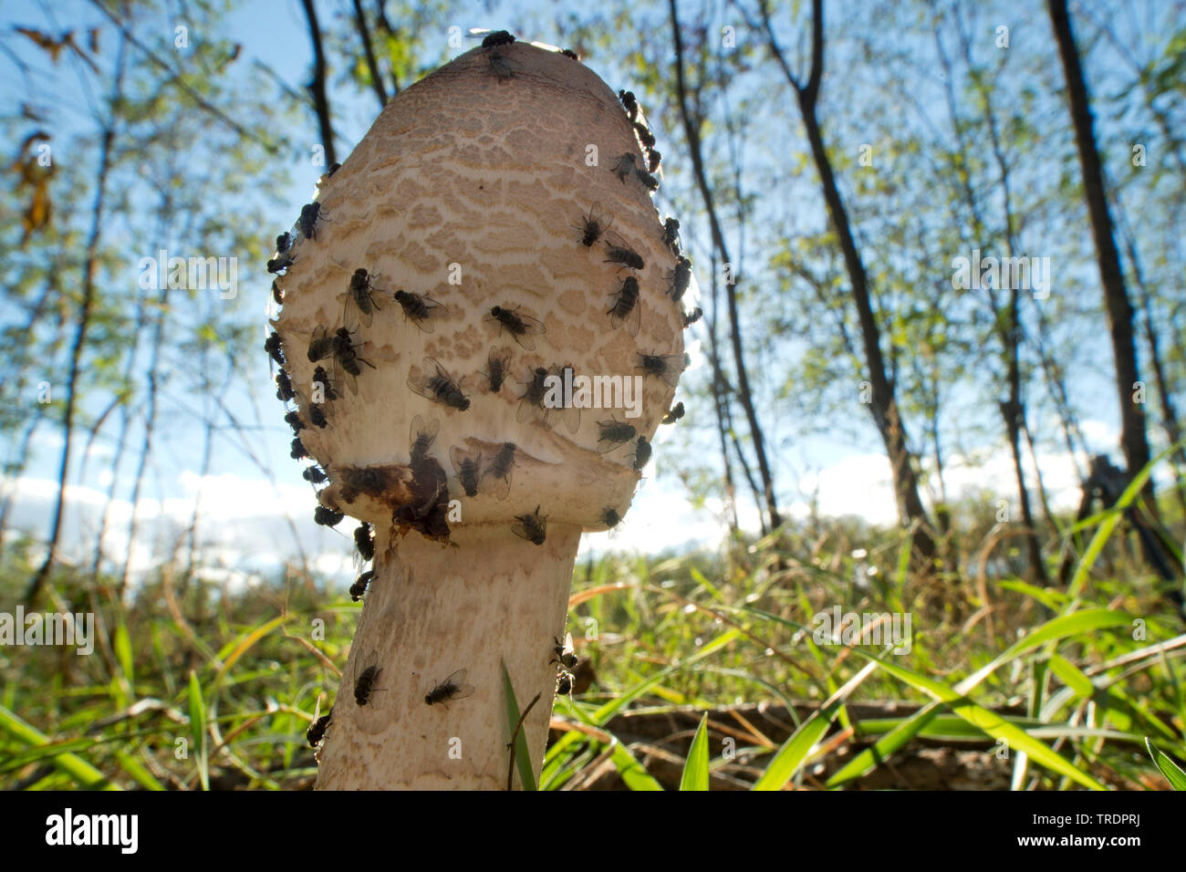 Sonnenschirm Pilz (Macrolepiota spec), Pilze mit Fliegen, Ungarn Stockfoto