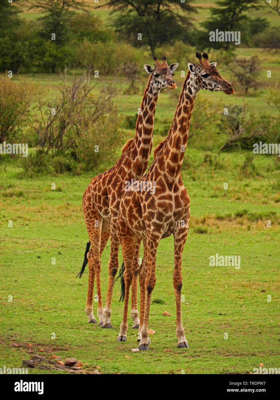 Masai Giraffe (Giraffa Camelopardalis tippelskirchi), zwei Masai Giraffen in der Savanne, Kenia, Masai Mara National Park Stockfoto