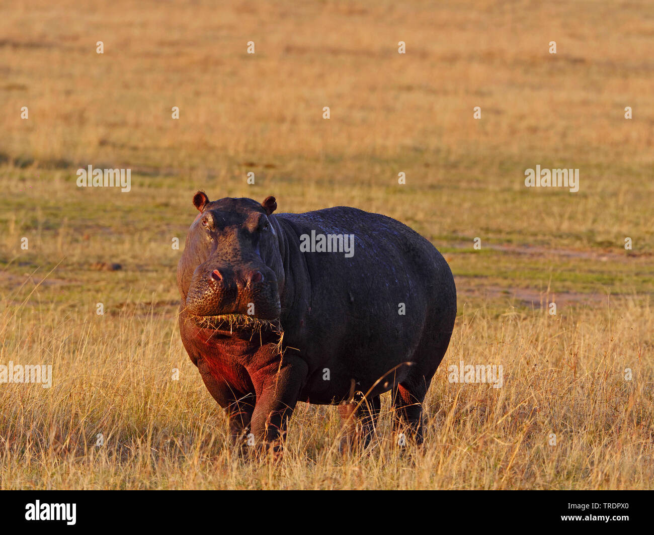 Hippopotamus, Flusspferd, gemeinsame Flusspferd (Hippopotamus amphibius), Fütterung in einer getrockneten Wiese, Kenia, Masai Mara National Park Stockfoto