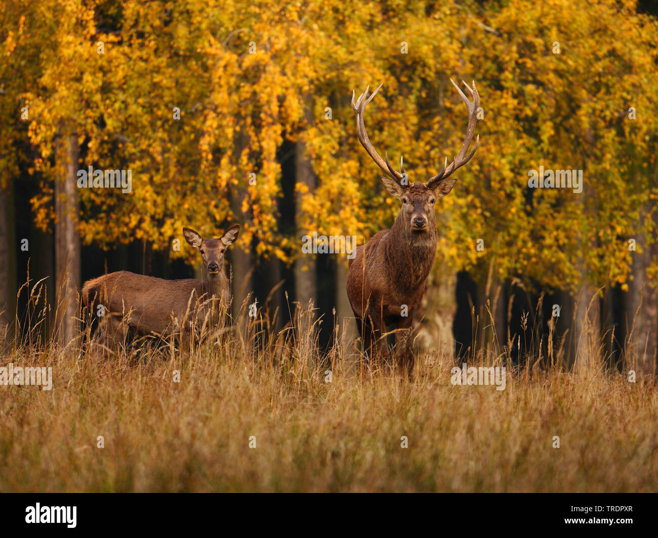 Red Deer (Cervus elaphus), Rotwild hind und Rotwild Hirsch in einem Herbst Wald, Deutschland, Sachsen Stockfoto