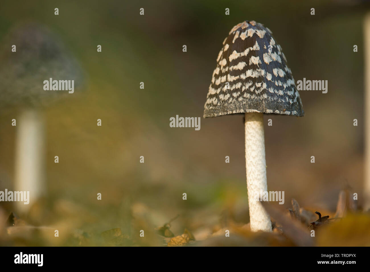 Magpie Magpie inkcap, Pilz (Coprinus picaceus, Coprinopsis picaceus), auf Waldboden, Ungarn Stockfoto