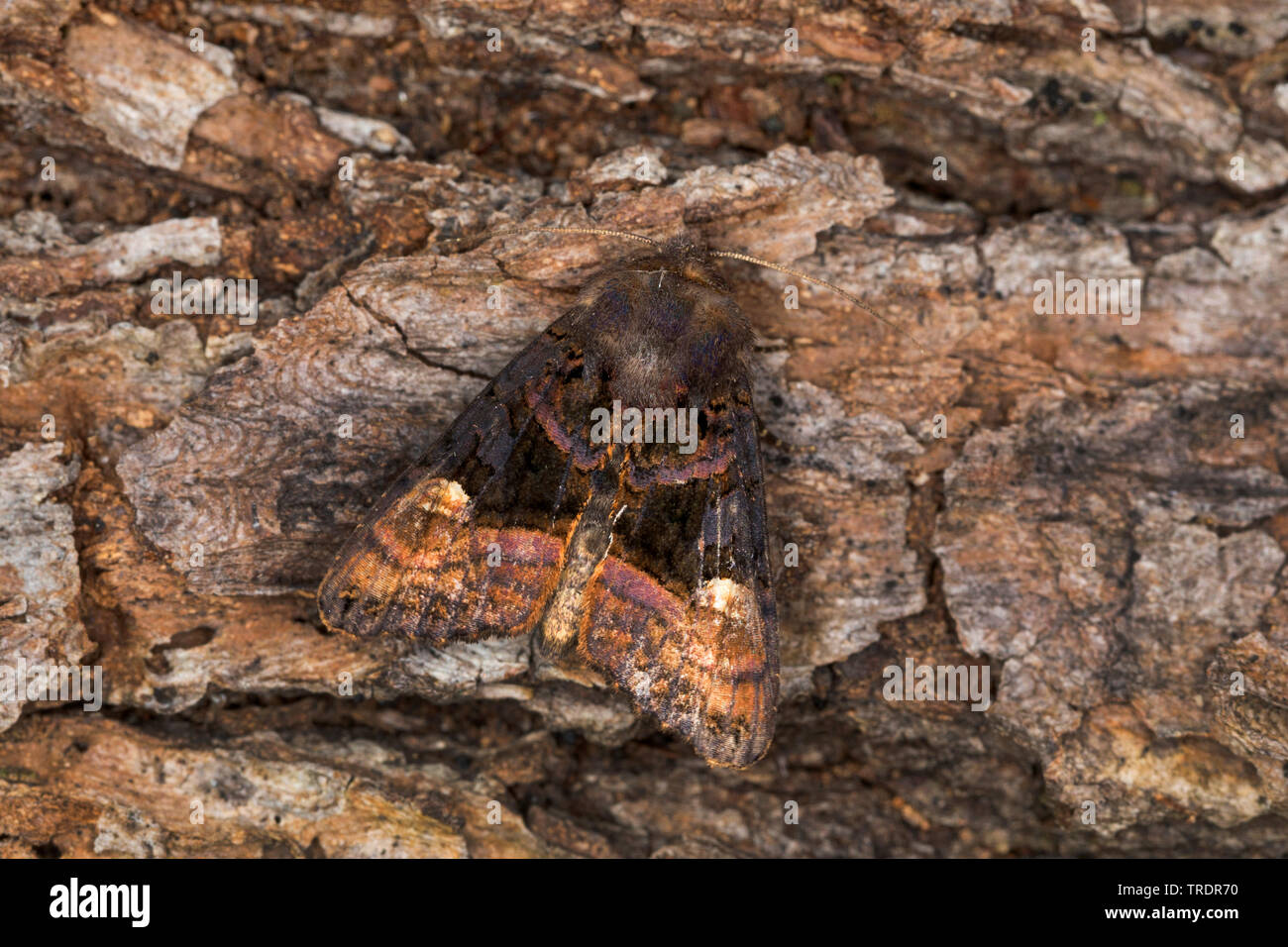 Kleine Winkel Farbtöne (Euplexia lucipara), Rinde sitzen, Ansicht von oben, Deutschland Stockfoto