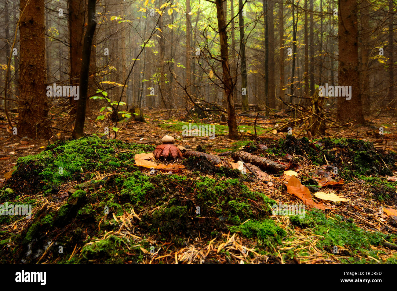 Collared earthstar (Geastrum Triplex), in einem Wald, Ungarn Stockfoto