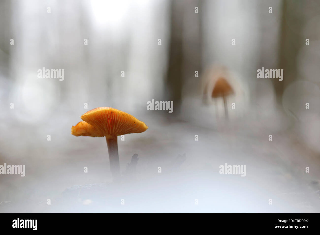 Pilz in einem Winter Forest, Ungarn Stockfoto