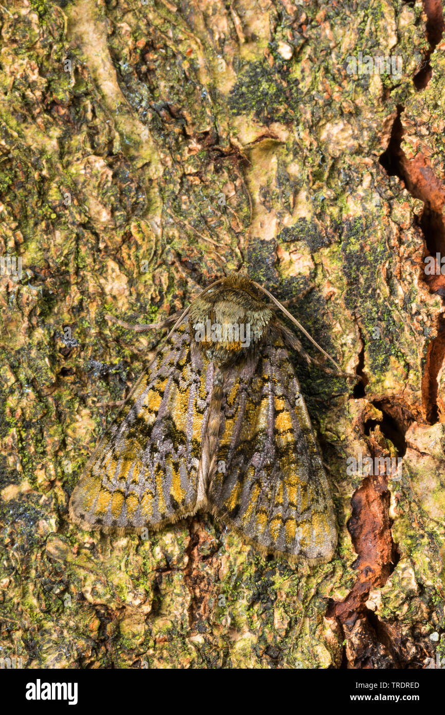 Coronet (Craniophora ligustri), sitzend auf Rinde, gut getarnt, Deutschland Stockfoto