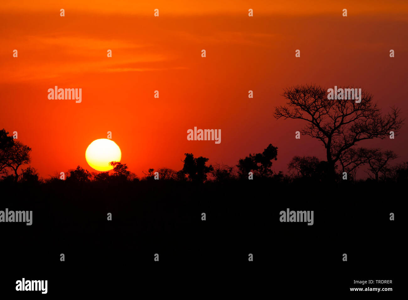 Sonnenuntergang mit Bäumen und Büschen im Vordergrund, Südafrika, Mpumalanga, Kruger National Park Stockfoto