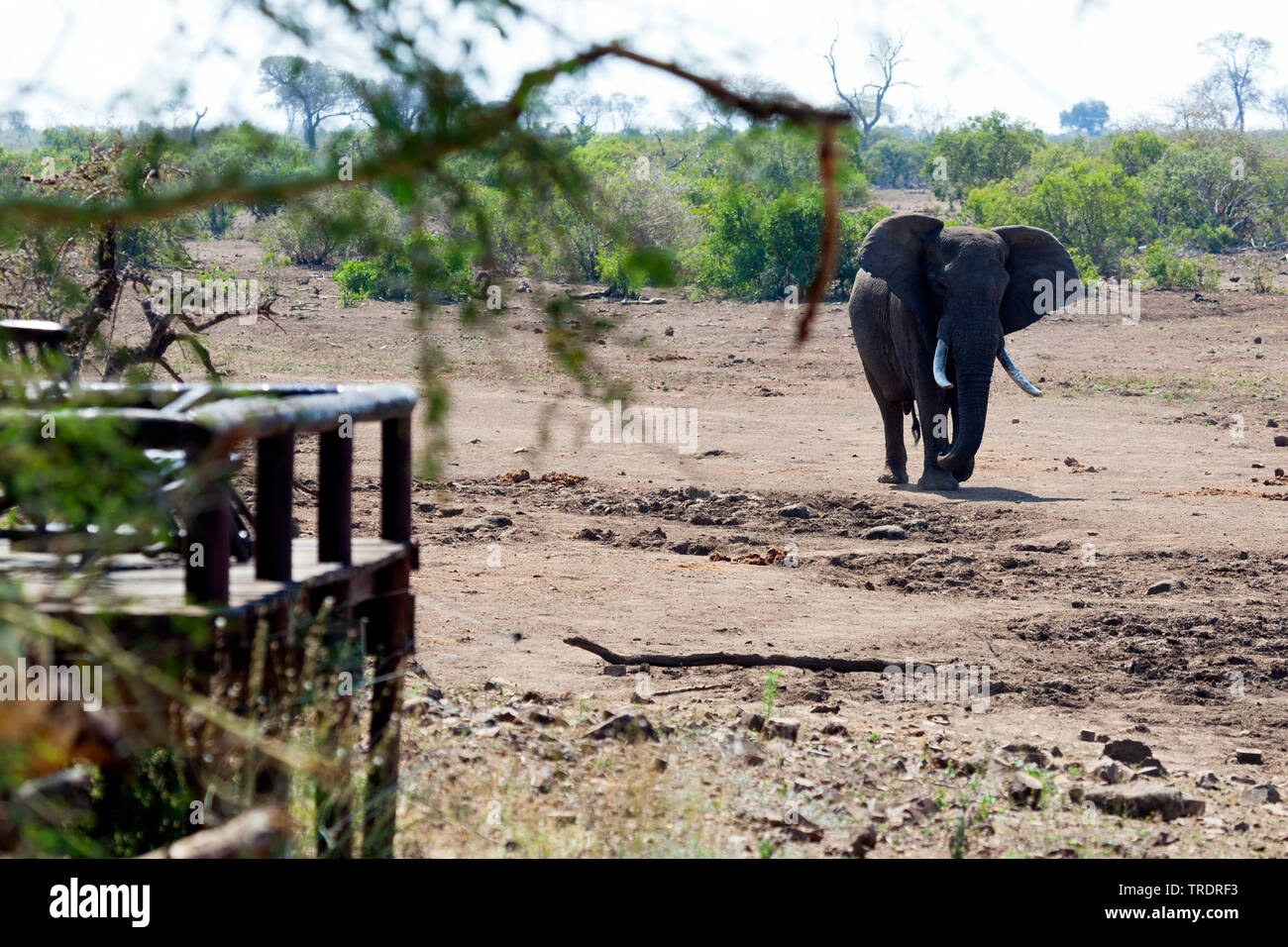 Afrikanischer Elefant (Loxodonta africana), Wandern im Krüger National Park im Sommer, Südafrika, Mpumalanga, Kruger National Park Stockfoto