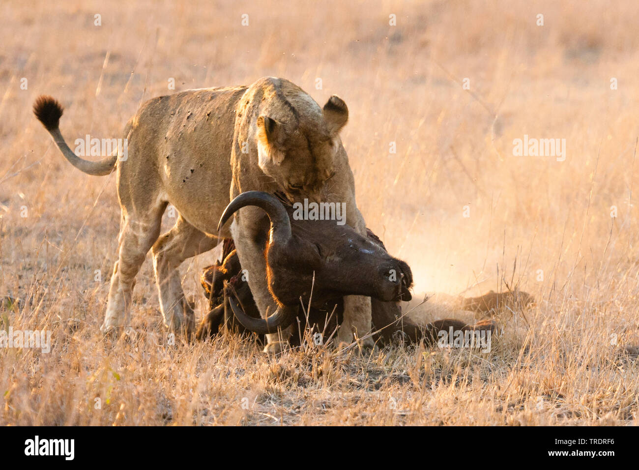 Löwe (Panthera leo), löwin Fütterung auf afrikanische Büffel Karkasse, Südafrika, Mpumalanga, Kruger National Park Stockfoto