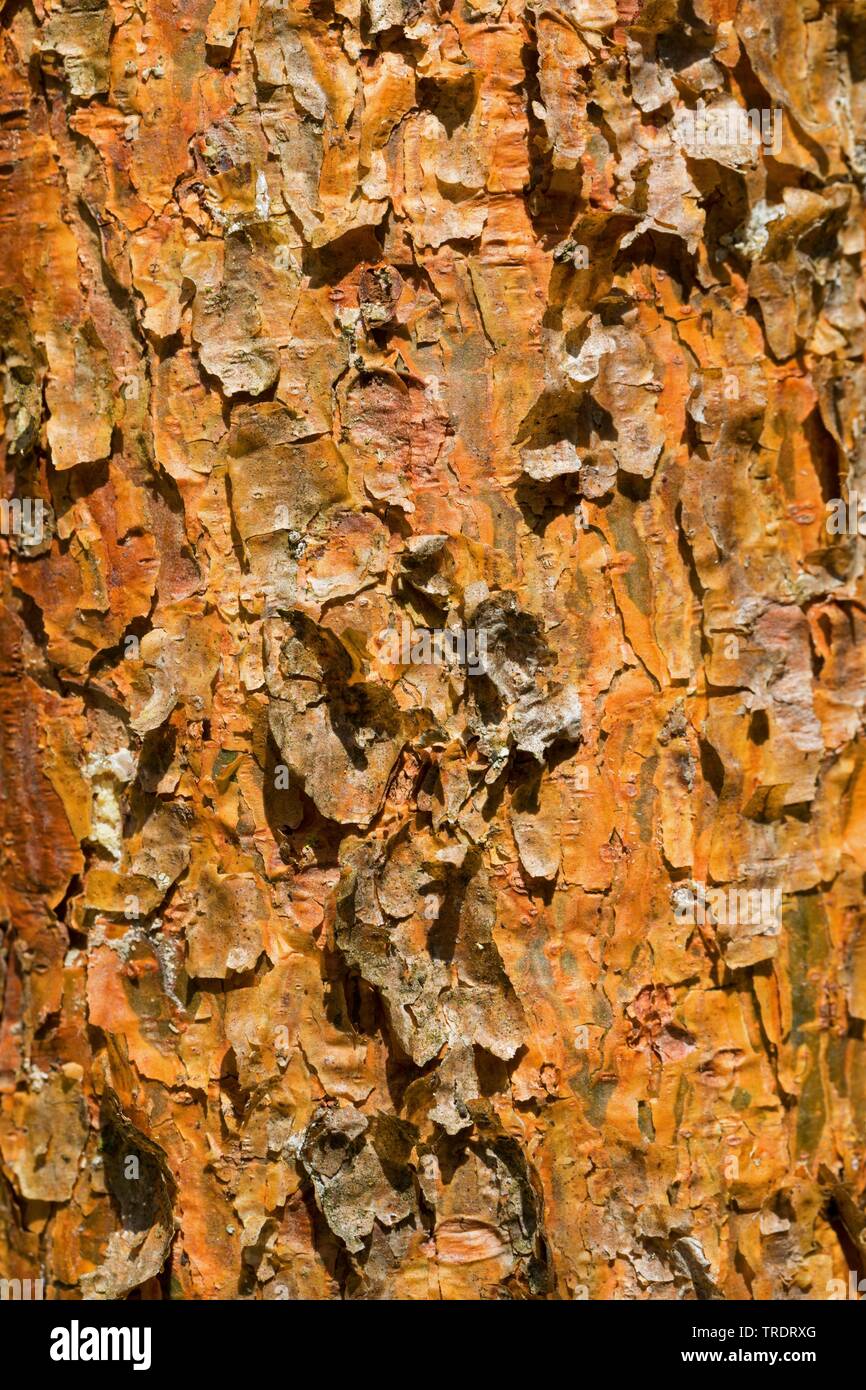 Schottische Kiefer, Kiefer (Pinus sylvestris), Rinde von einem jungen Baum, Deutschland Stockfoto