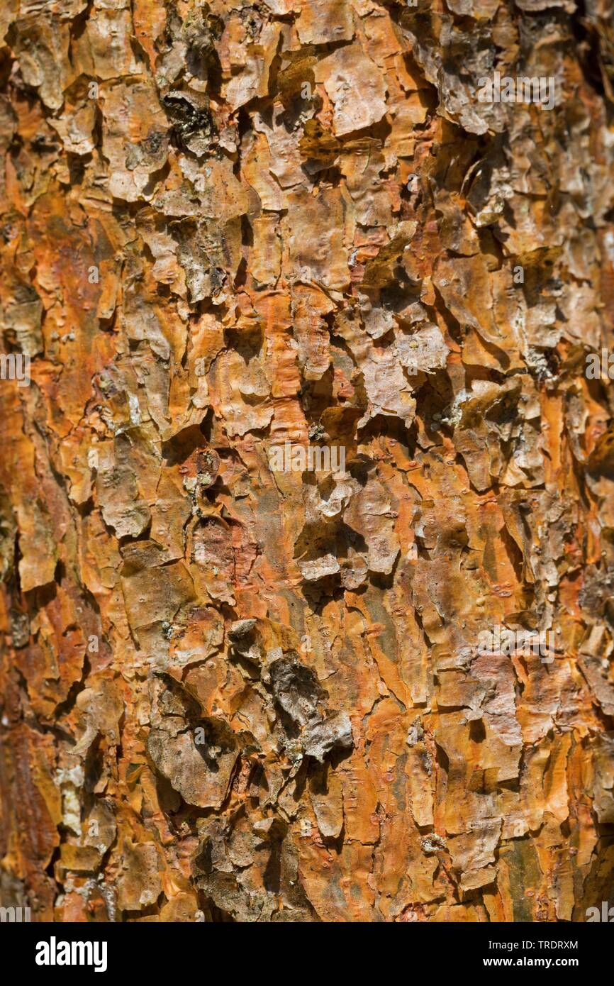 Schottische Kiefer, Kiefer (Pinus sylvestris), Rinde von einem jungen Baum, Deutschland Stockfoto