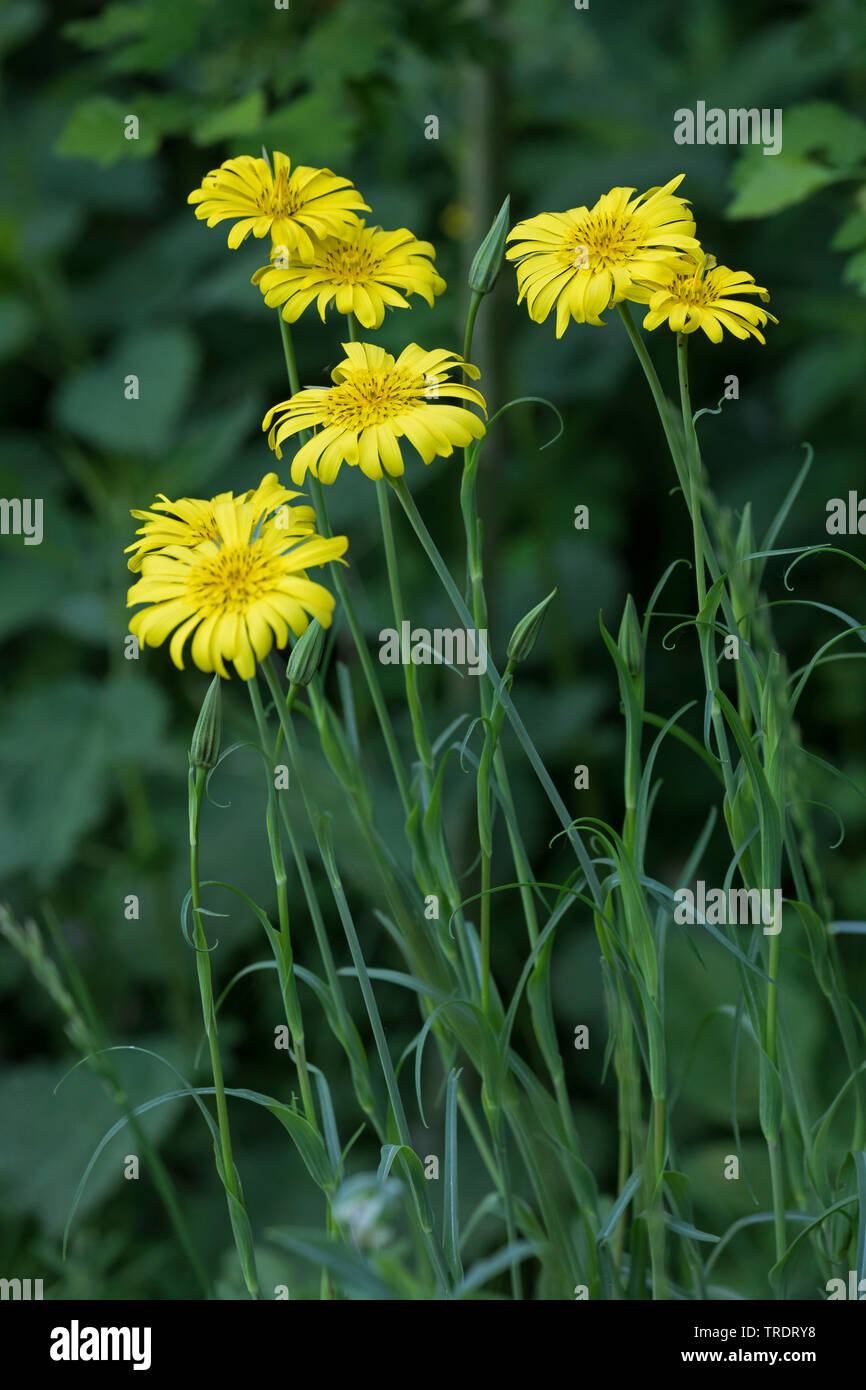 Oriental etwa Béart, Jack-Go-To-Bed-At-Noon (Tragopogon Pratensis Subspecies Orientalis, Tragopogon Orientalis), blühen, Deutschland Stockfoto