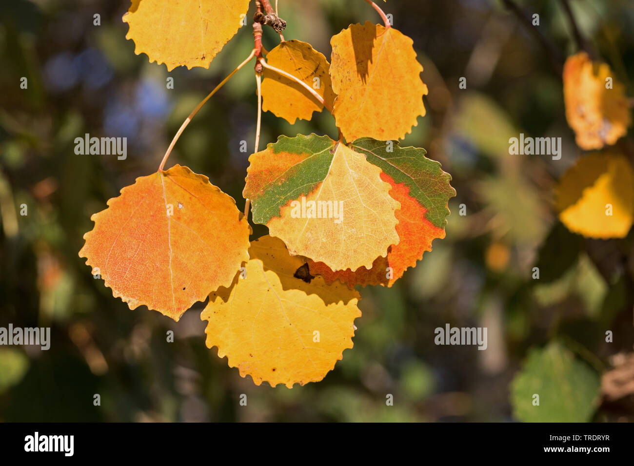Europäische Aspen (Populus tremula), Herbst auf einem Zweig Blätter, Deutschland Stockfoto