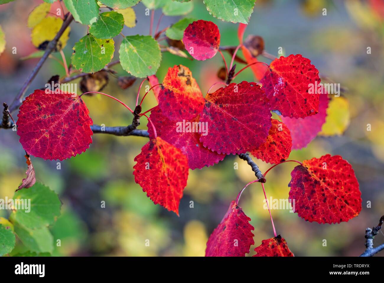 Europäische Aspen (Populus tremula), Herbst auf einem Zweig Blätter, Deutschland Stockfoto