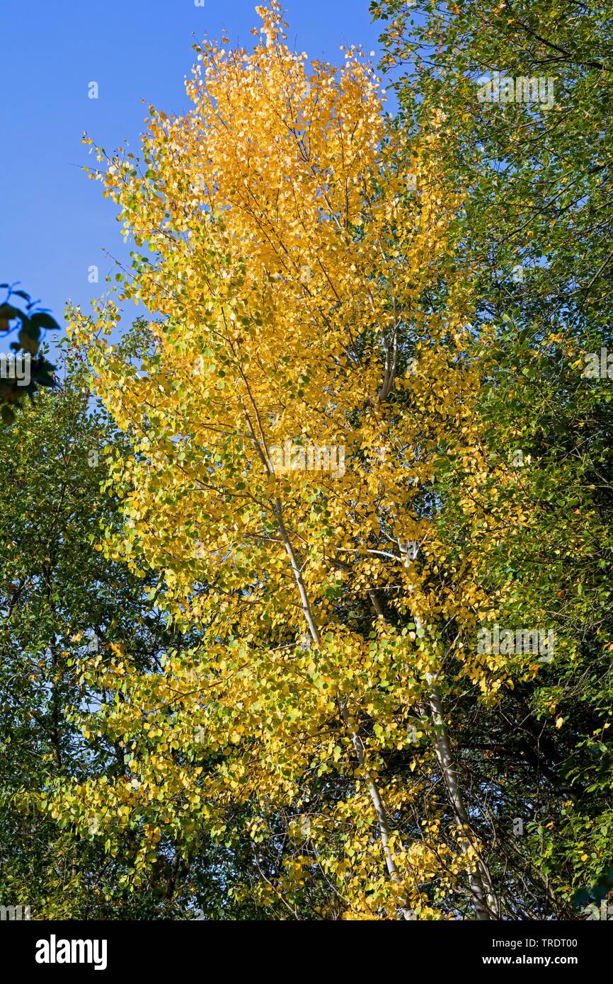 Europäische Aspen (Populus tremula), Baum im Herbst, Deutschland Stockfoto