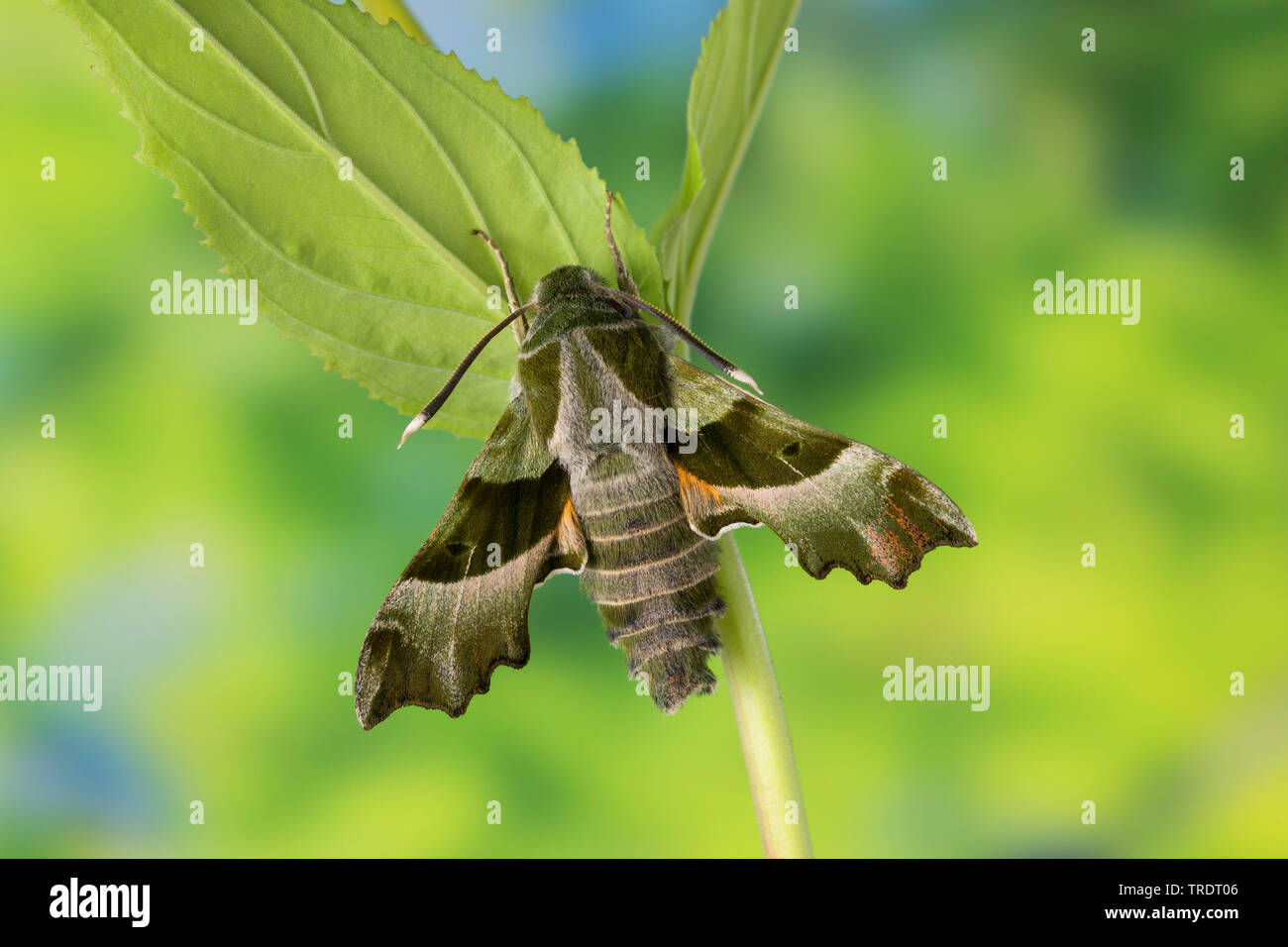 Weidenröschen Hawkmoth, Curzon Sphinx Moth (Proserpinus Proserpina), sitzen auf Rinde, Deutschland Stockfoto