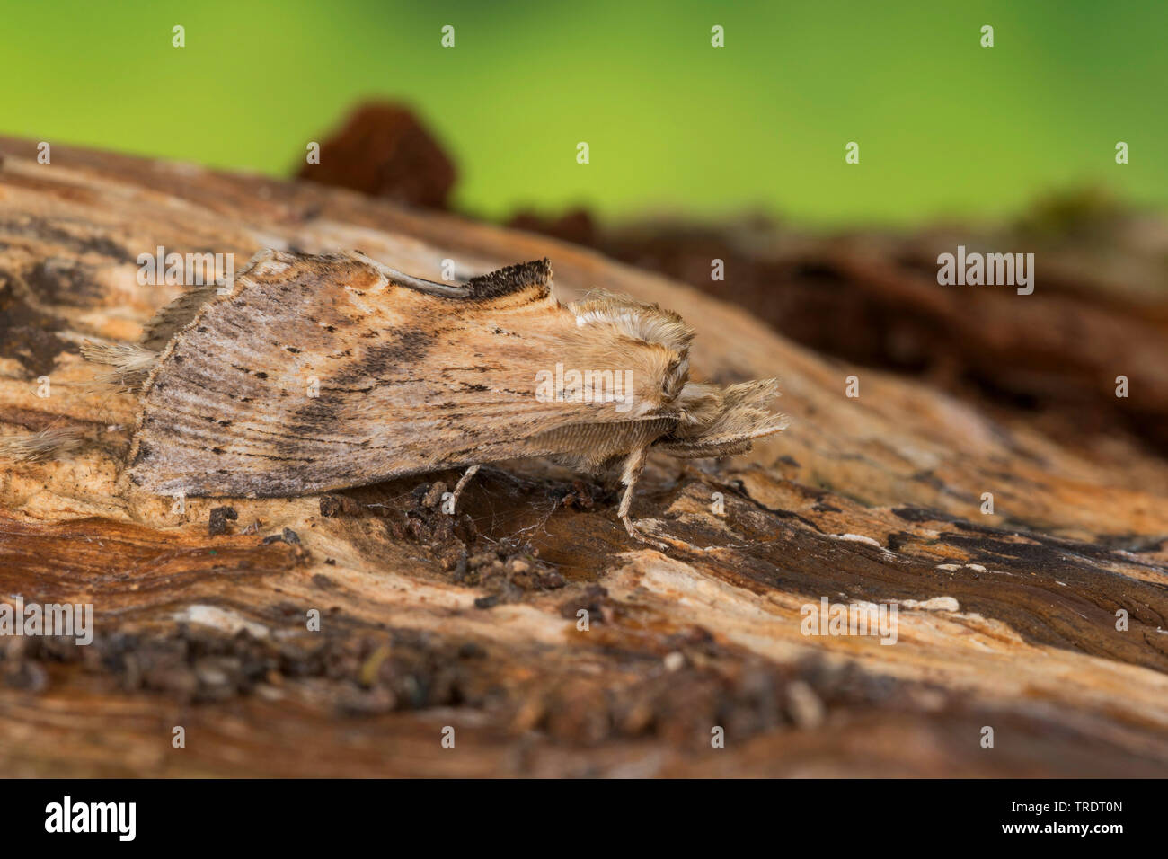 Blasse Prominent (Pterostoma Palpina), sitzen auf Rinde, Deutschland Stockfoto