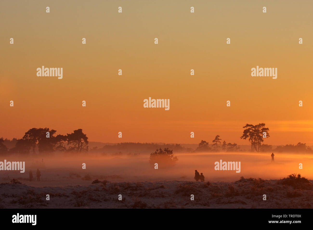 Heide im Sonnenuntergang, Niederlande, Nationalpark Hoge Veluwe Stockfoto